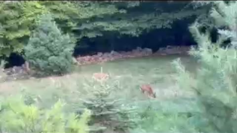 Deer eating.
