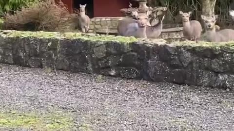 Multiplying Deer