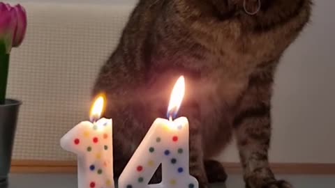 Funny cat