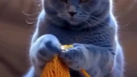 Paws on the Job! 😻🐾 Adorable Cat Videos Showing Off Their Working#cat#