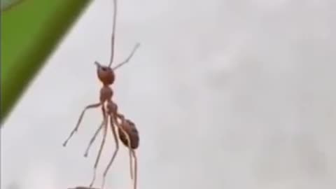Wait ant minute