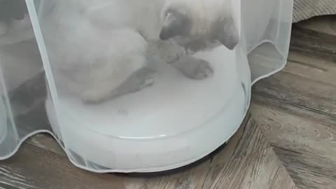 Cat fun