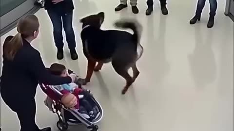 Viral: K9 Hero in Action | Police Dog Training Demonstration
