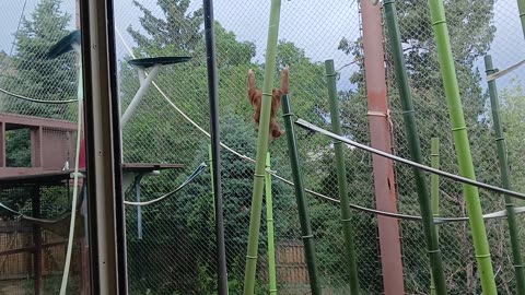 Cheyenne Mountain Zoo Part 3