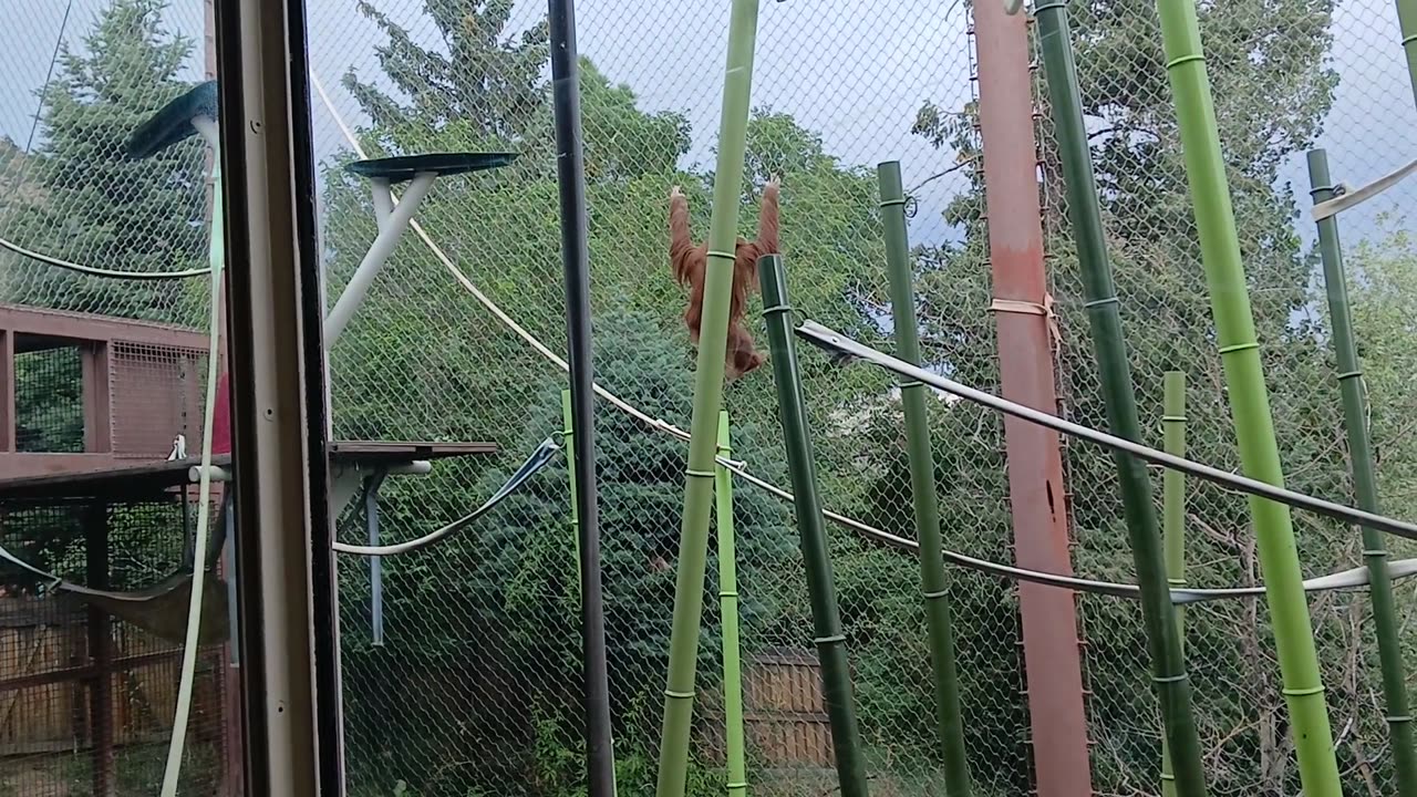 Cheyenne Mountain Zoo Part 3