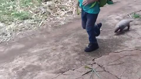 Little armadillo, childhood is so good, carefree and free