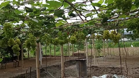 Family Grape Harvest | Sweet Moments in the Vineyard part 1