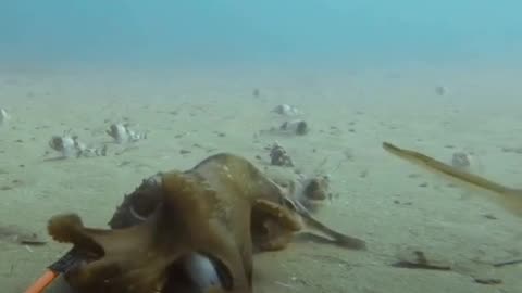 😱🐋 You Won't Believe Someone Tried to Eat a Shark! | FunFM