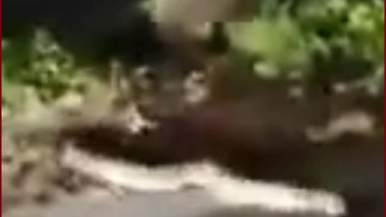 Giant Python Sparks Chaos in Hyderabad Road — Locals Attack Snake with Stones and Boulders!