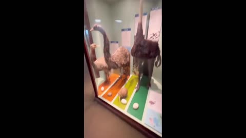 Daddy Goat 24/7 - Out Of Context Memes & Videos