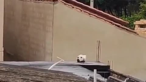😍😍😘🔥 😍💦 FUNNY Animals and pet's💕😘 😘🔥 💕😘 😍💦 💦