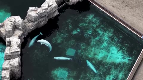 Concerns raised for Canada's whales seeking new homes in US