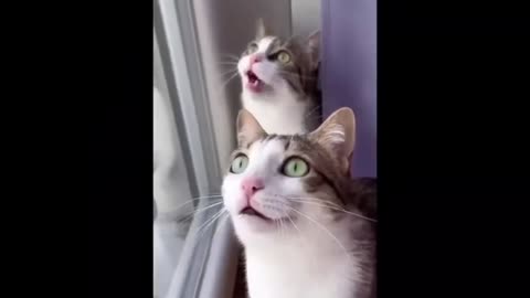 Ultimate Funny Cat Compilation – 11 Minutes of Hilarious Fails & Crazy Moments!