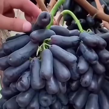 Grape Cultivation 🍇🌱🌞