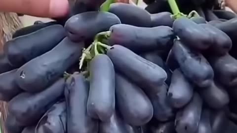 Grape Cultivation 🍇🌱🌞