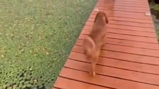 Incredible: Your daily dose of funny cute dogs #relaxmydog #funny #dogs #funnydo