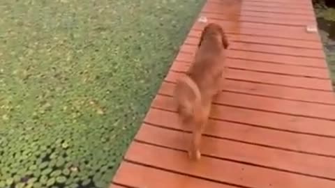 Incredible: Your daily dose of funny cute dogs #relaxmydog #funny #dogs #funnydo