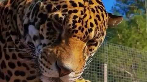 big cats funny videos