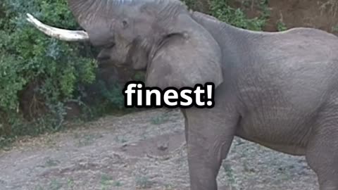 How Elephants Use Their Trunks: Hydraulic Power, Muscle Control & Fine Precision Explained