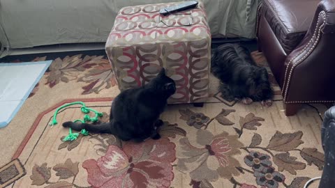 Cute Precious Piper Stares Down the Dog - Adopting a Cat from a Shelter Vlog