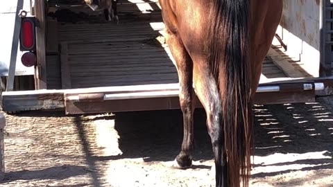 Horse Trailer Loading by a Dog