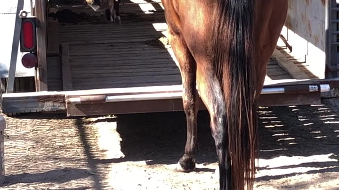 Horse Trailer Loading by a Dog
