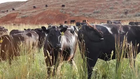 Regenerative land management for raising grass-fed & finished beef. cartercountrymeats.com