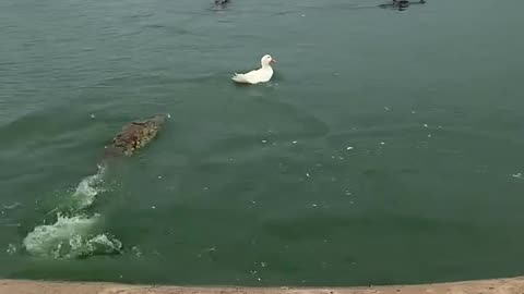 "A Lone Duck Surrounded by Crocodiles! What Happens Next? 🦆🐊😱"