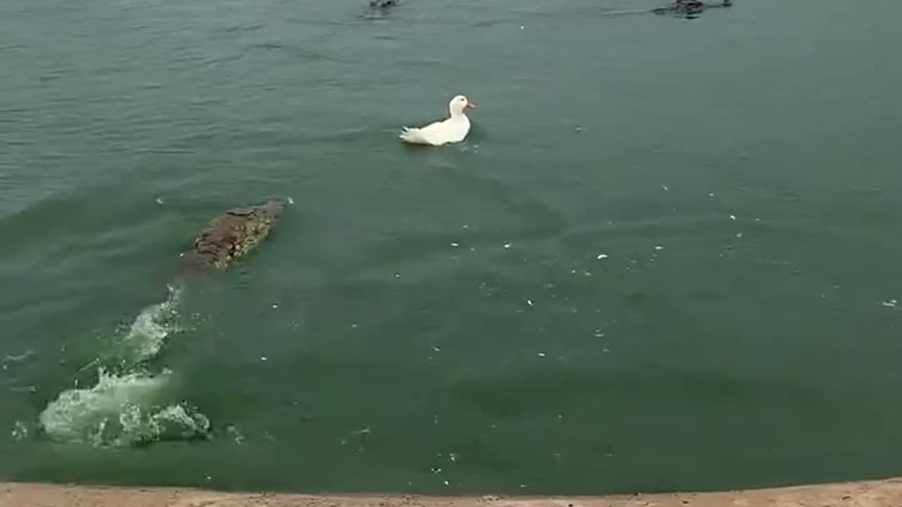"A Lone Duck Surrounded by Crocodiles! What Happens Next? 🦆🐊😱"