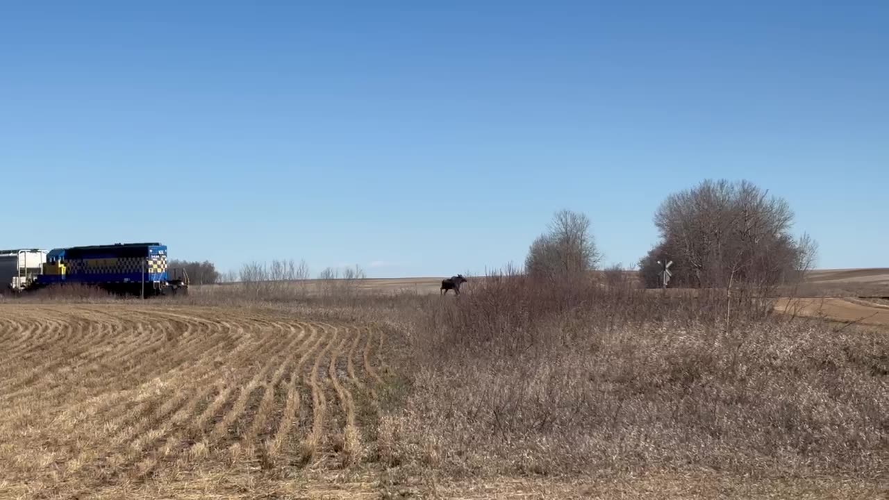 Canadian Moose Runs From Train