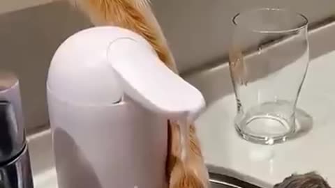 Funny animal videos