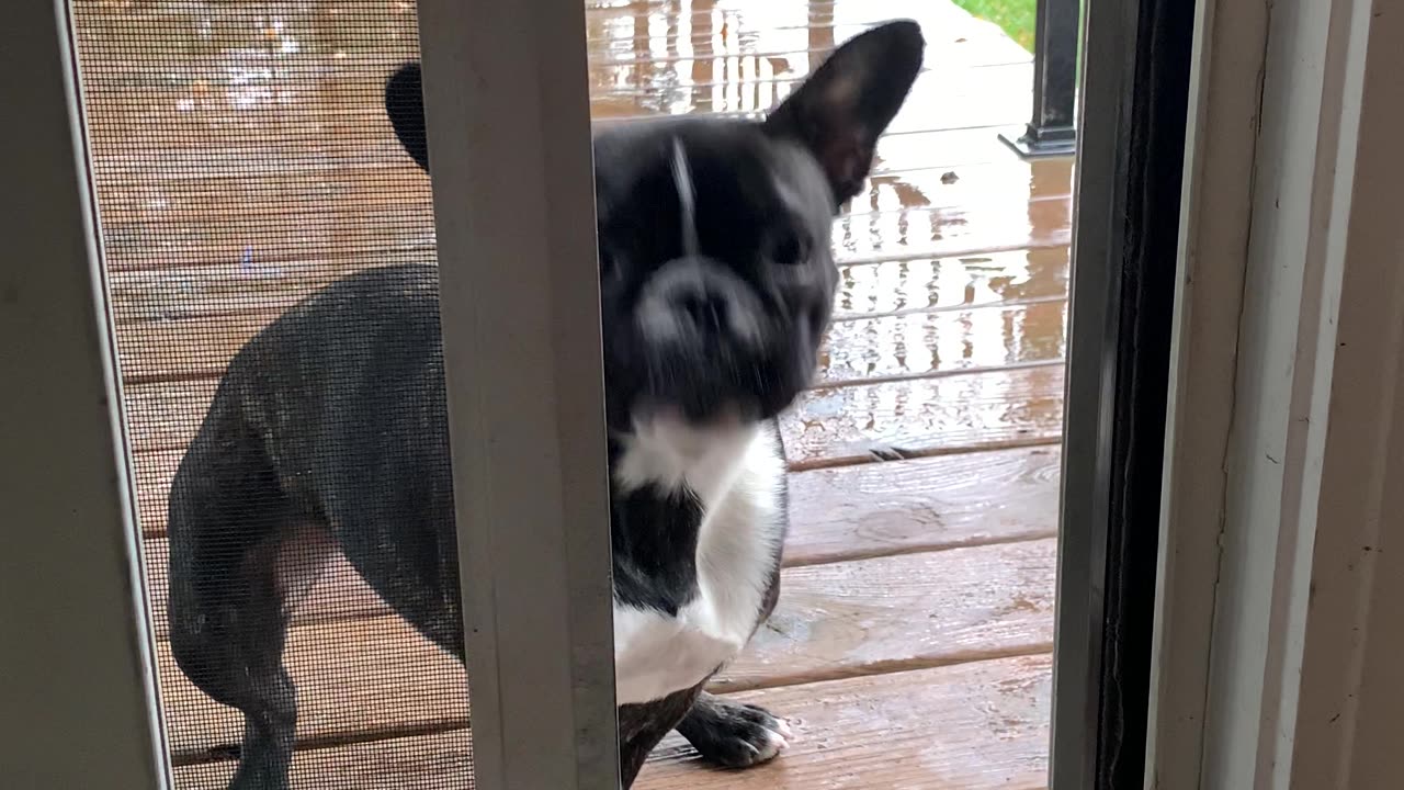 French Bulldog Determined To Get Stick Inside House