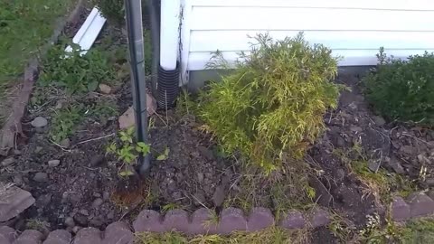 My Wife Plants
