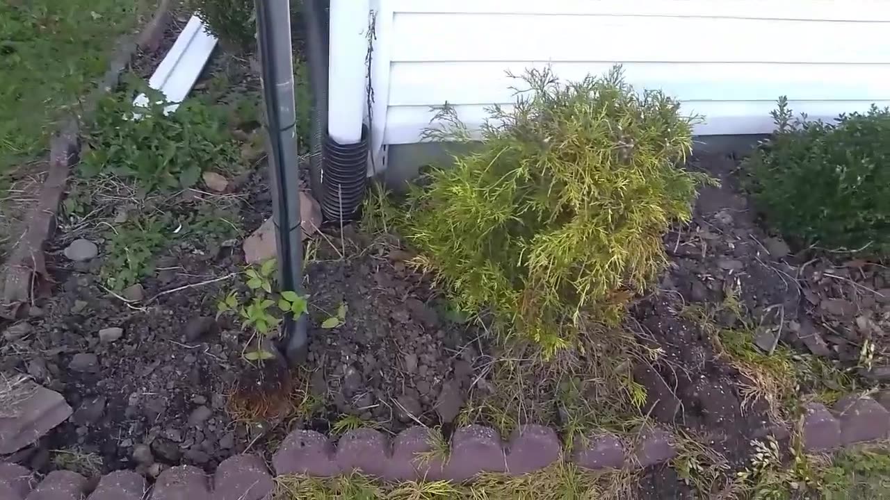 My Wife Plants