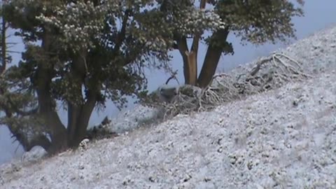 Bull Elk in the snow