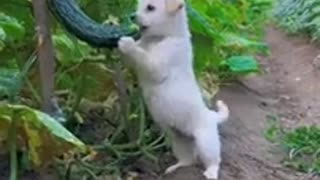 🐾🌾 Farm Bandit Caught in the Act! | FunFM