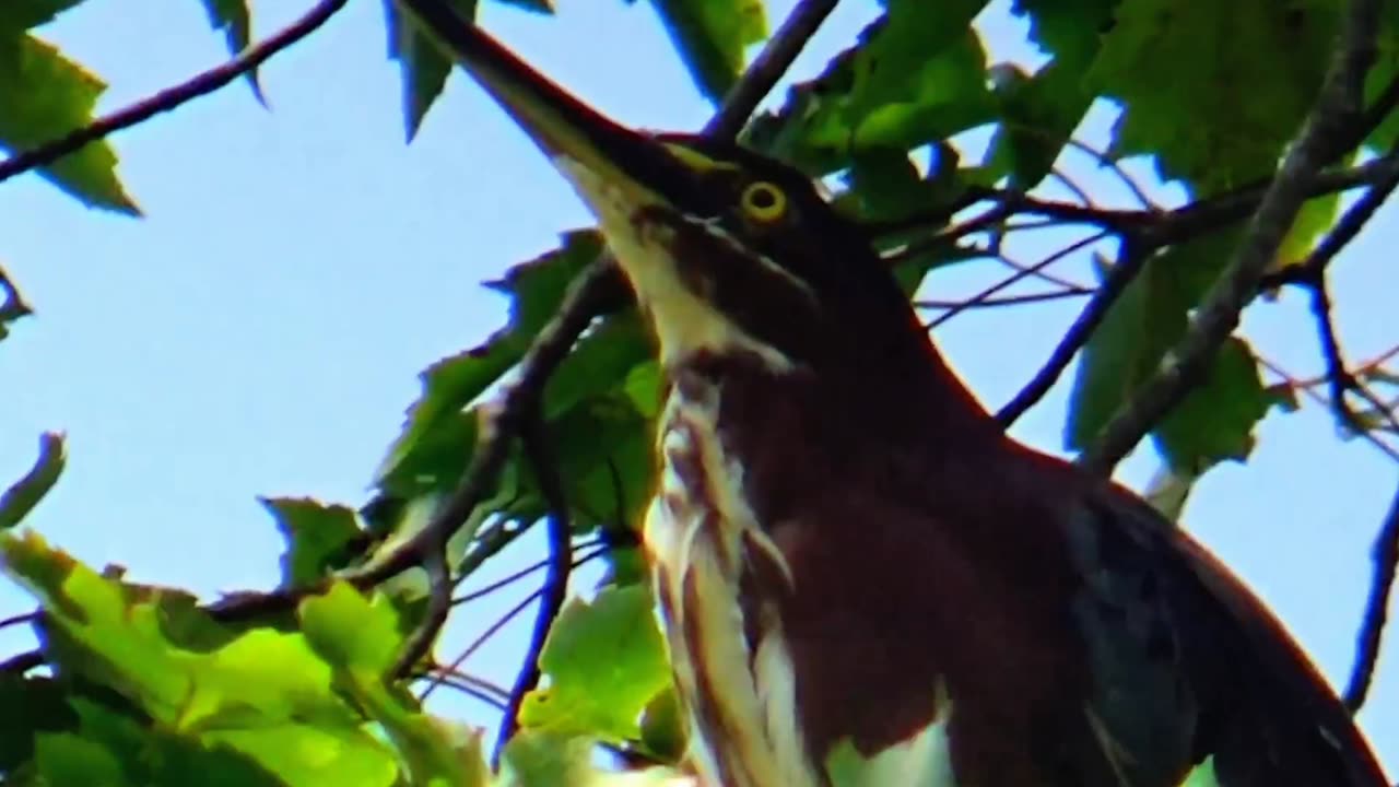 Green Heron