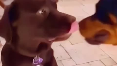 Cute Dogs Playing and Sleeping Compilation 🐶❤️ / Căței Drăgălași Ce Dorm și Se Joacă 💤🎾