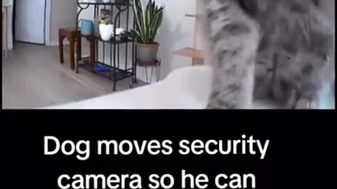 Dog and cat