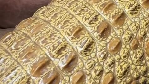 🧠✨ Meet the Wild 'Caramel' Croc! Nature's Sweet Predator | FeedMyCuriosity