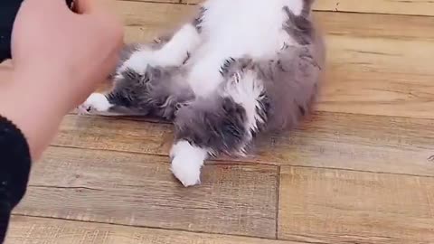 When Your Cat Thinks It's a Ninja"