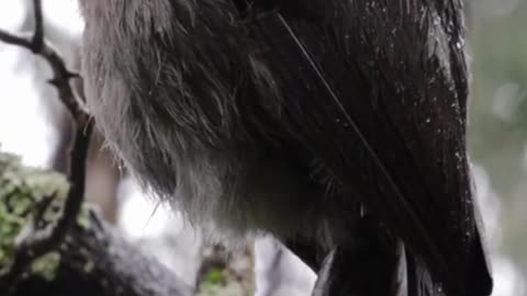 This bird can mimic any sound