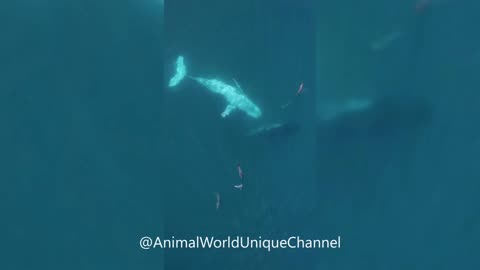 Beautiful White Belly of a Humpback Whale