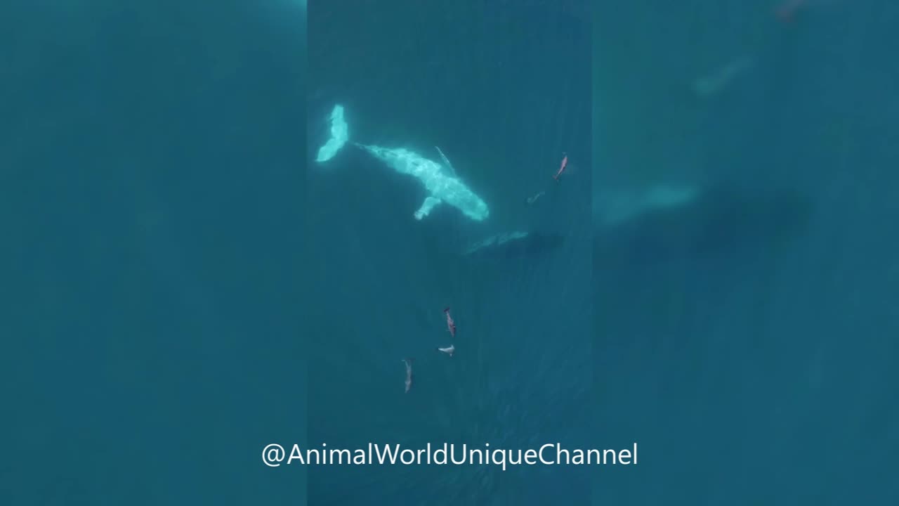 Beautiful White Belly of a Humpback Whale