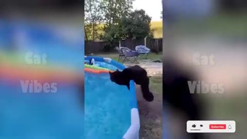 Funny cat video