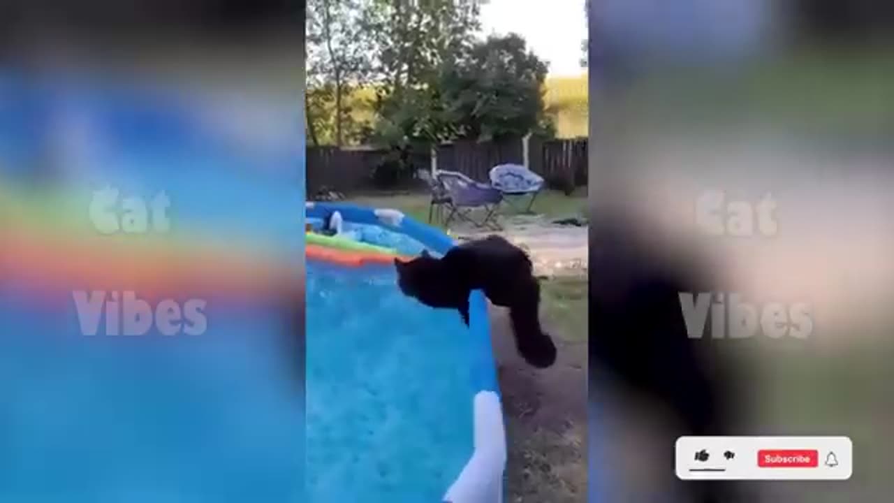 Funny cat video