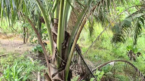 The Coconut Tree: Nature’s Most Useful Plant!