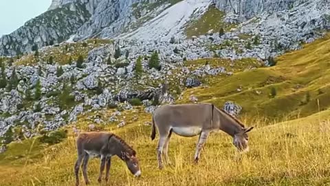 **"Cute Baby Animals in 4K - The Most Adorable Wildlife Moments! 🐾❤️"**
