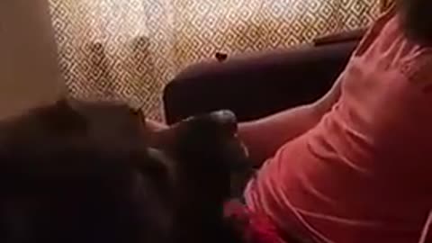 Dogs can understand us