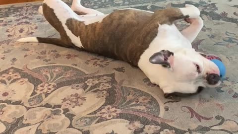 🤣🐶 This Dog’s Hilarious Antics Will Make Your Day! | FunFM
